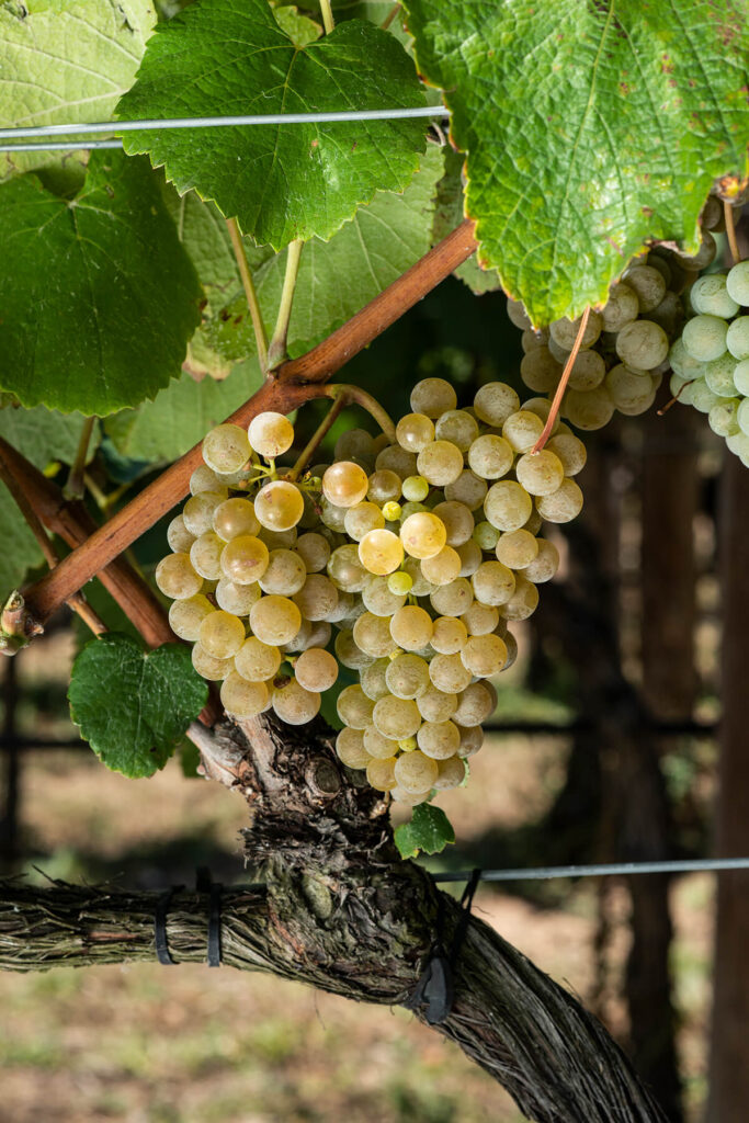 ALBARIÑO