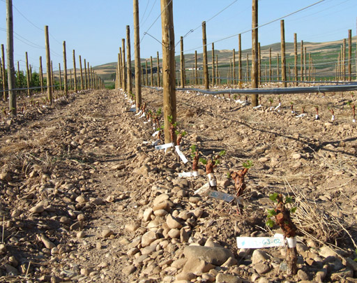Constitución y caracterización de un banco de germoplasma de Garnacha autóctona.