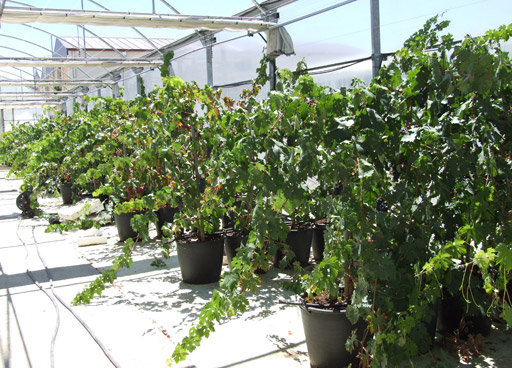Obtención de nuevos clones de Tempranillo y Graciano VN-QUALITAS.