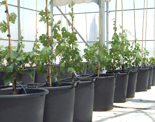 Obtención y caracterización agronómica y enológica de nuevas variedades de portainjertos.