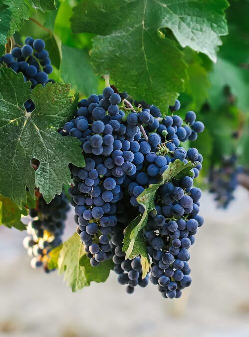 CABERNET FRANC