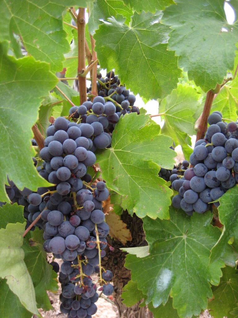 GARNACHA PELUDA