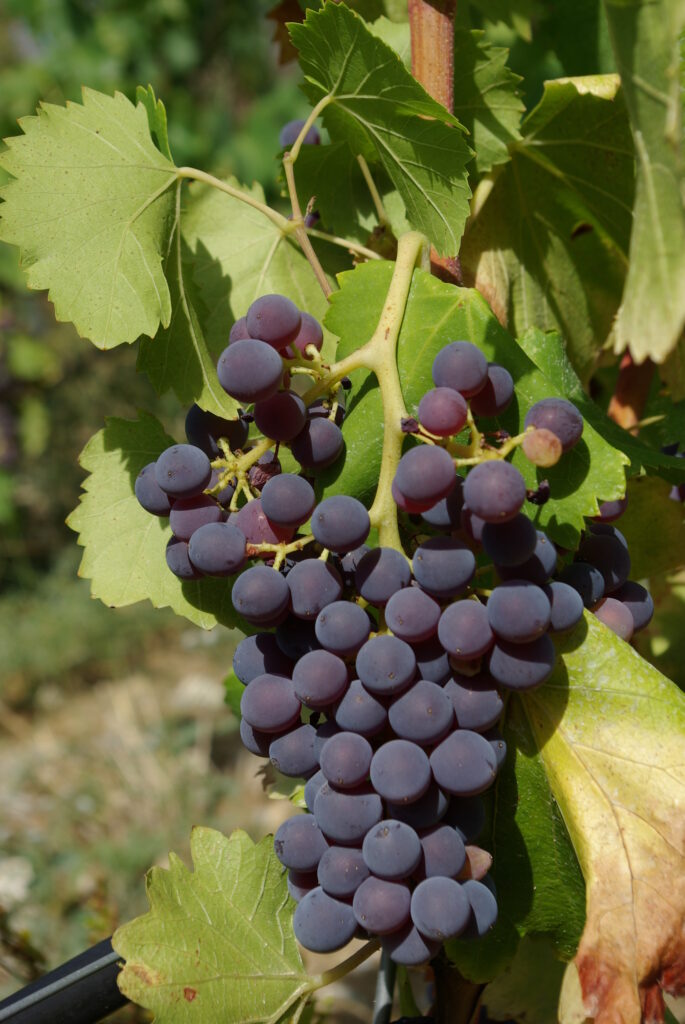 GARNACHA TINTORERA