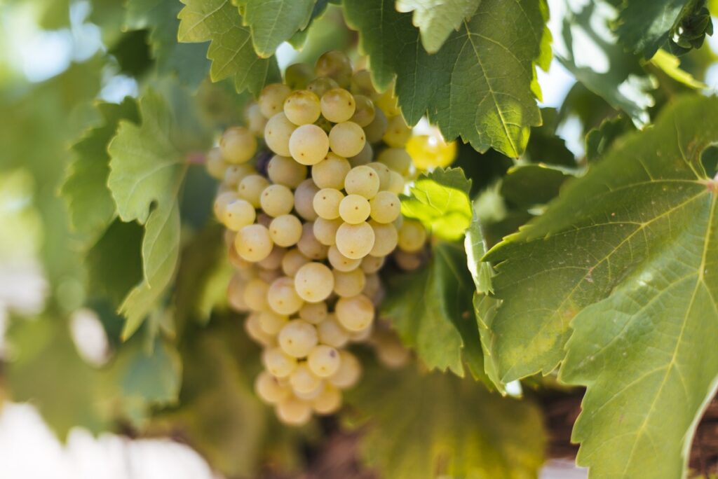 ALARIJE-MALVASÍA RIOJANA