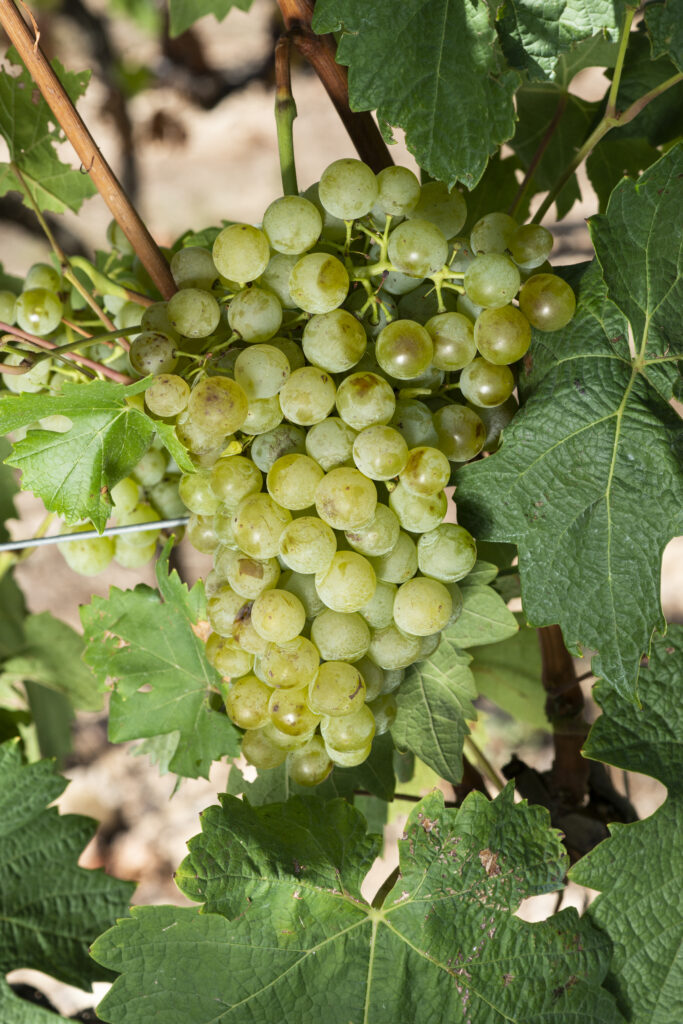 MALVASÍA AROMÁTICA (Malvasía de Sitges)