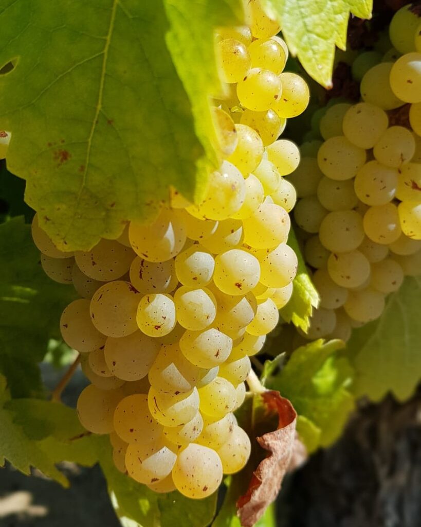 MALVASÍA DE BANYALlBUFAR