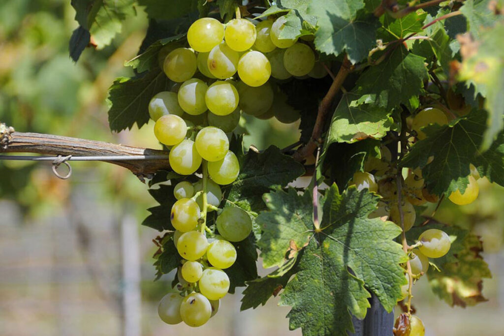 MOSCATEL DE ALEJANDRÍA