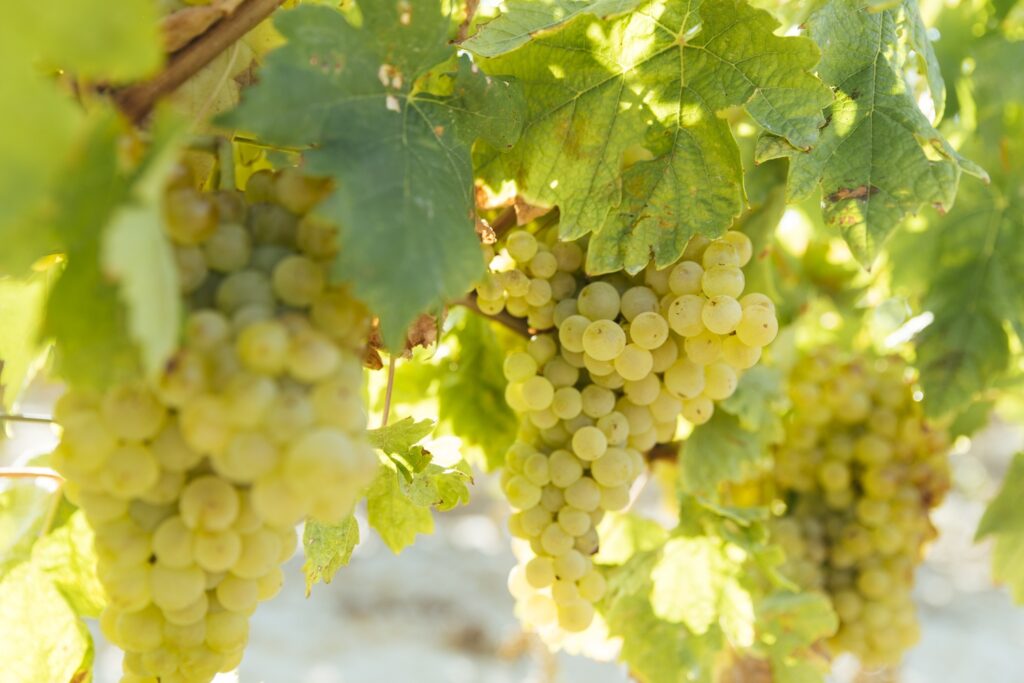TEMPRANILLO BLANCO