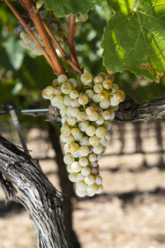 COURBU BLANC - HONDARRABI ZURI