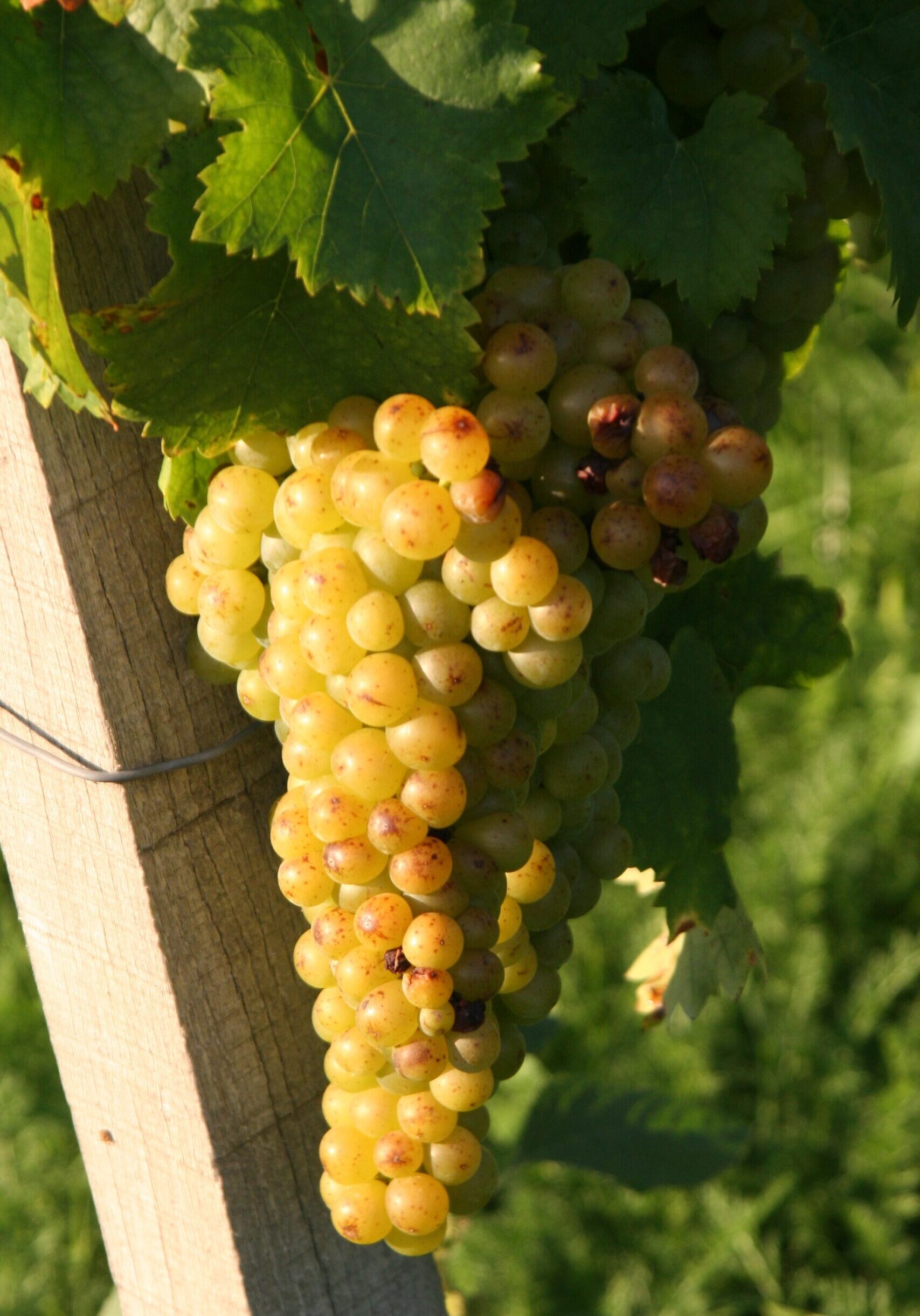 MOSCATEL DE GRANO MENUDO