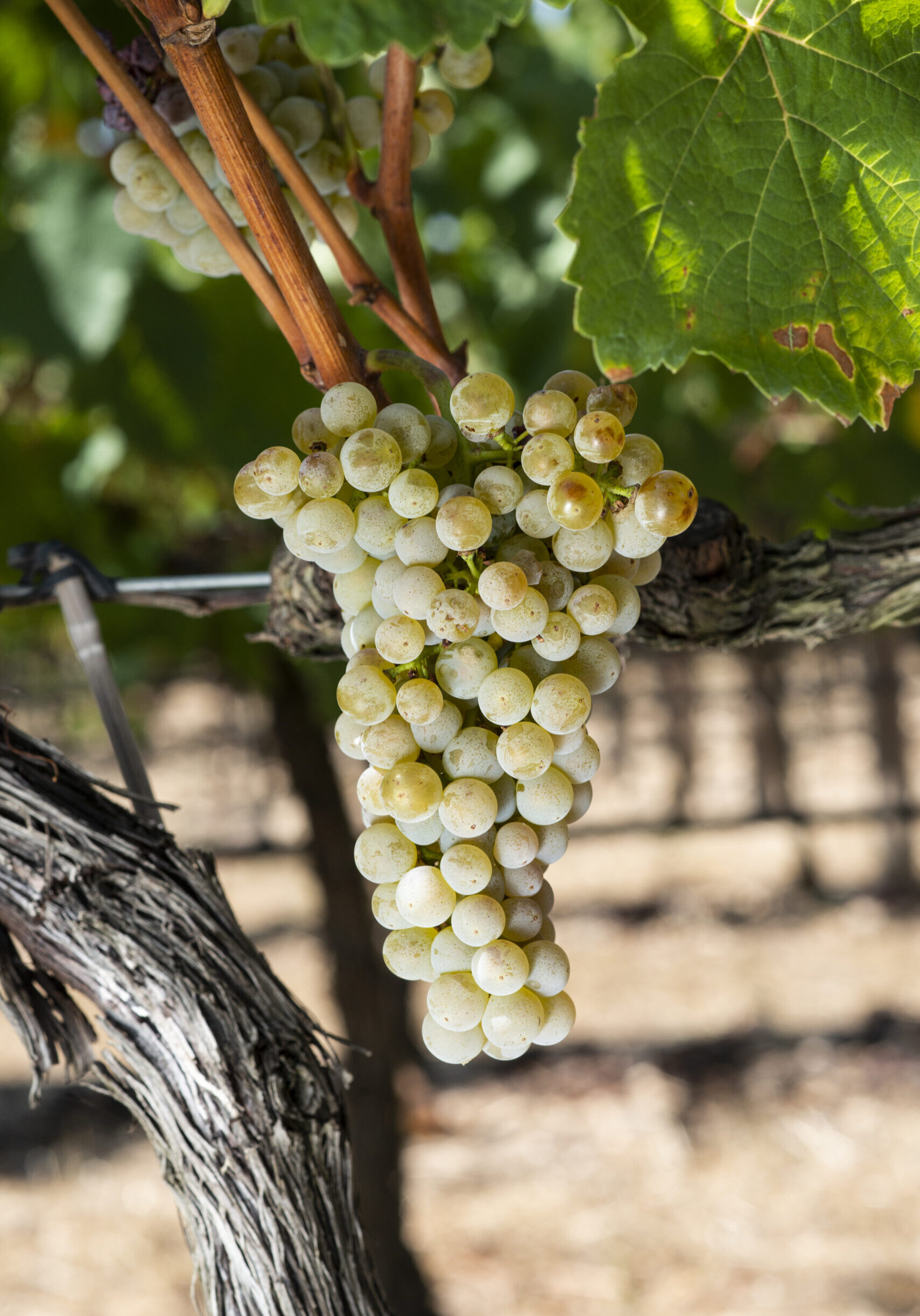 COURBU BLANC - HONDARRABI ZURI